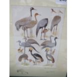 7 ornithological prints by Martin Woodcock from his book 'Birds of Africa'. Estimate £15-20.