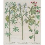 Besler, Basilius. Lupinien. I. Lupinus exoticus flore albo. II. Lupinus vulgaris flore albo. III.