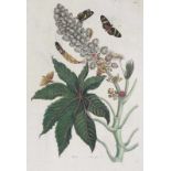 Entomologie - - Merian, Maria Sibylla. Drei kol. Bildtafeln mit entomologischen u. botanischen