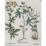 Besler, Basilius. Ginseng. Blutwurz. I. Quinquefolium palustre. II. Quinquefolium maius. III.