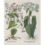 Besler, Basilius. Silberblätter. I. Lunaria graeca perennis. II. Lunaria graeca annua. Kolorierter