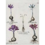 Besler, Basilius. Knotenblume. Zeitlose I. Leucoium bulbosum Au tumnale tenuifolium. II. Colchicum