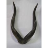 African antelope horn trophy - Length: 57 cm - - Trophée de cornes d'antilope [...]