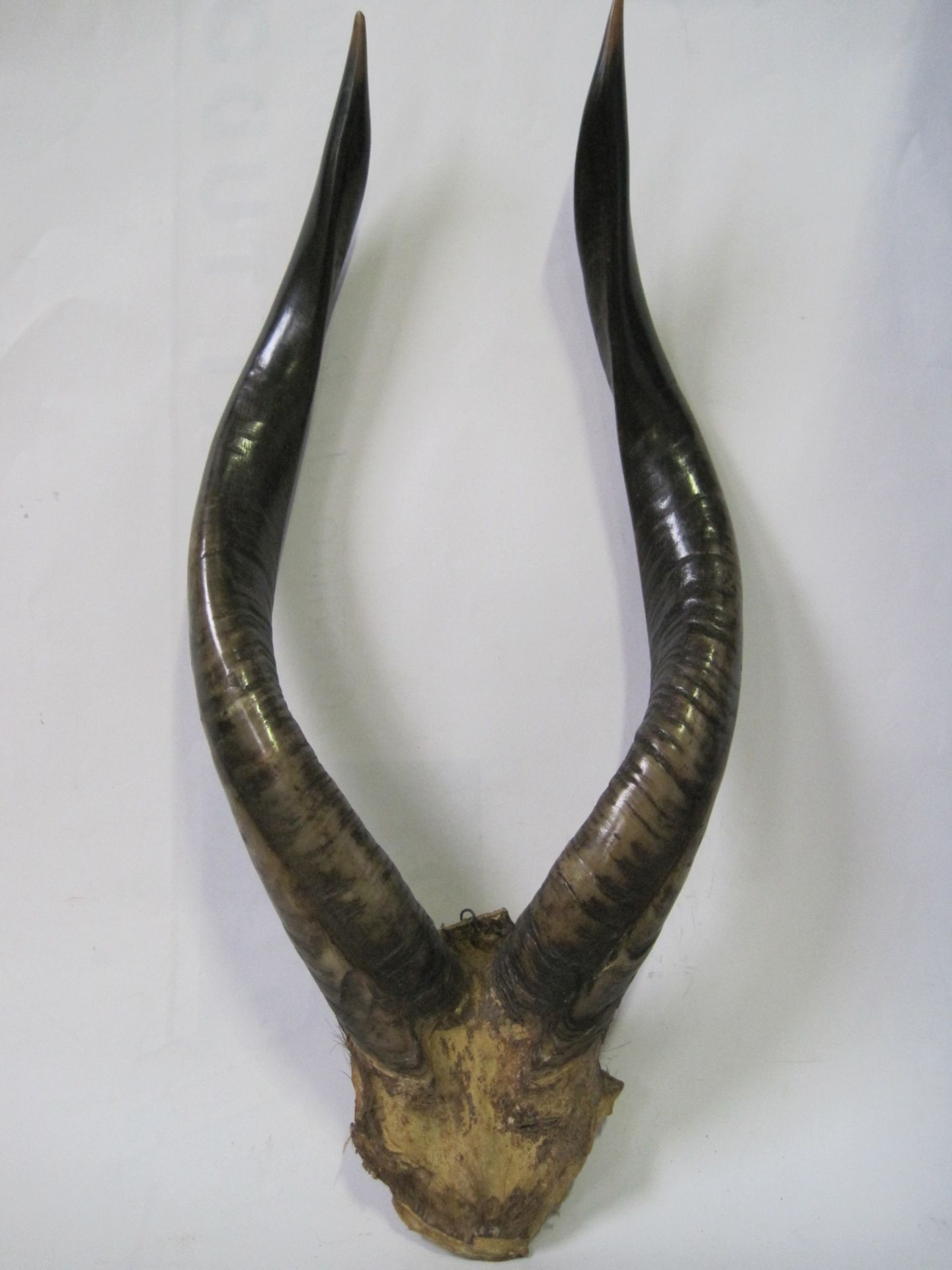 African antelope horn trophy - Length: 54 cm - - Trophée de cornes d'antilope [...]