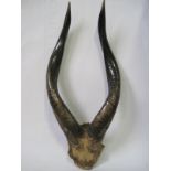 African antelope horn trophy - Length: 54 cm - - Trophée de cornes d'antilope [...]