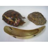 Complete tortoise shell, 20s / 30s - Length: 22 cm /Join: half carapace and carved [...]