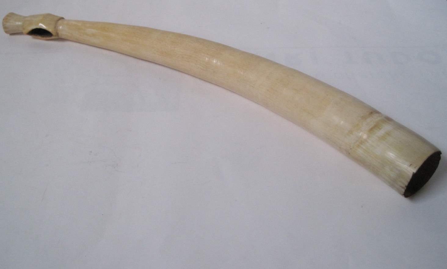 Carved and polished tusk: horn (70 cm), 1920's-1930's - - Défense sculptée et [...]