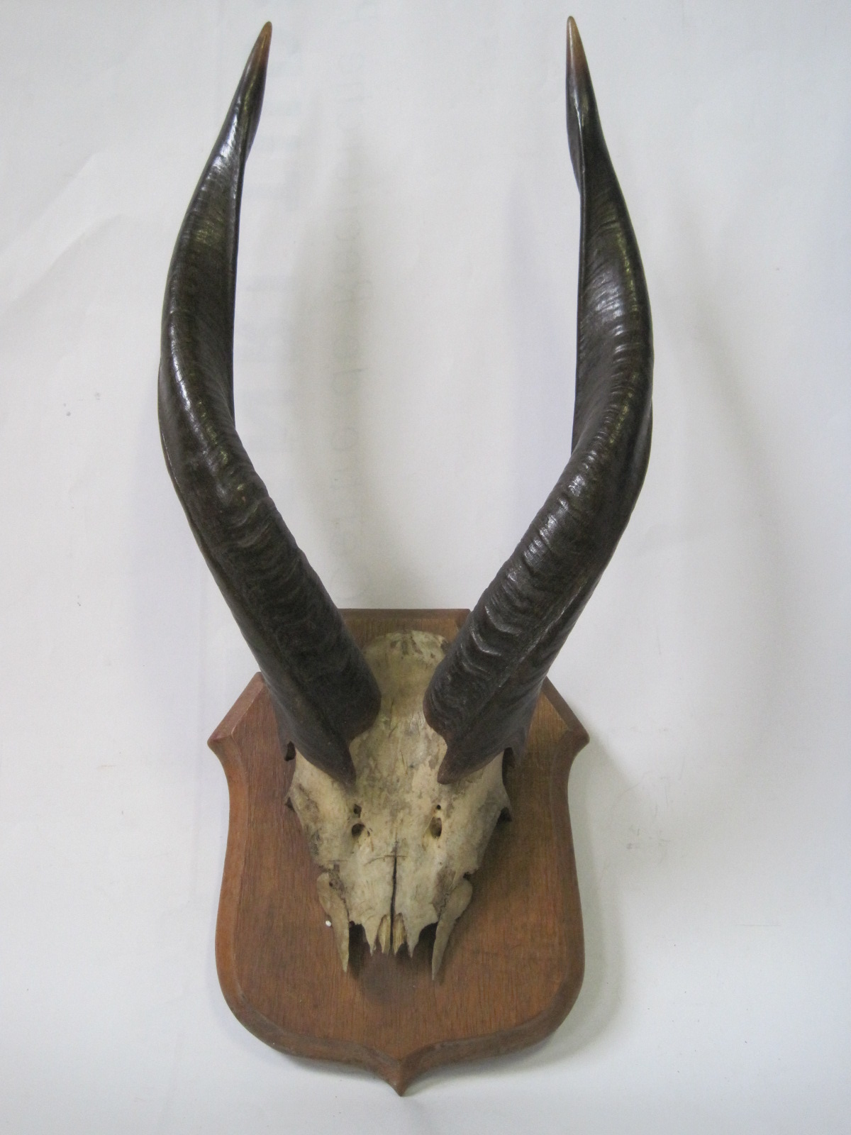 African Antelope Massacre mounted on an escutcheon - Length: 35 cm - - Massacre [...]