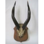 African Antelope Massacre mounted on an escutcheon - Length: 35 cm - - Massacre [...]