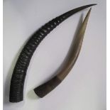 Set of 2 horns: 1 African antelope (70 cm) and 1 horn of buffalo (43 cm) - - [...]