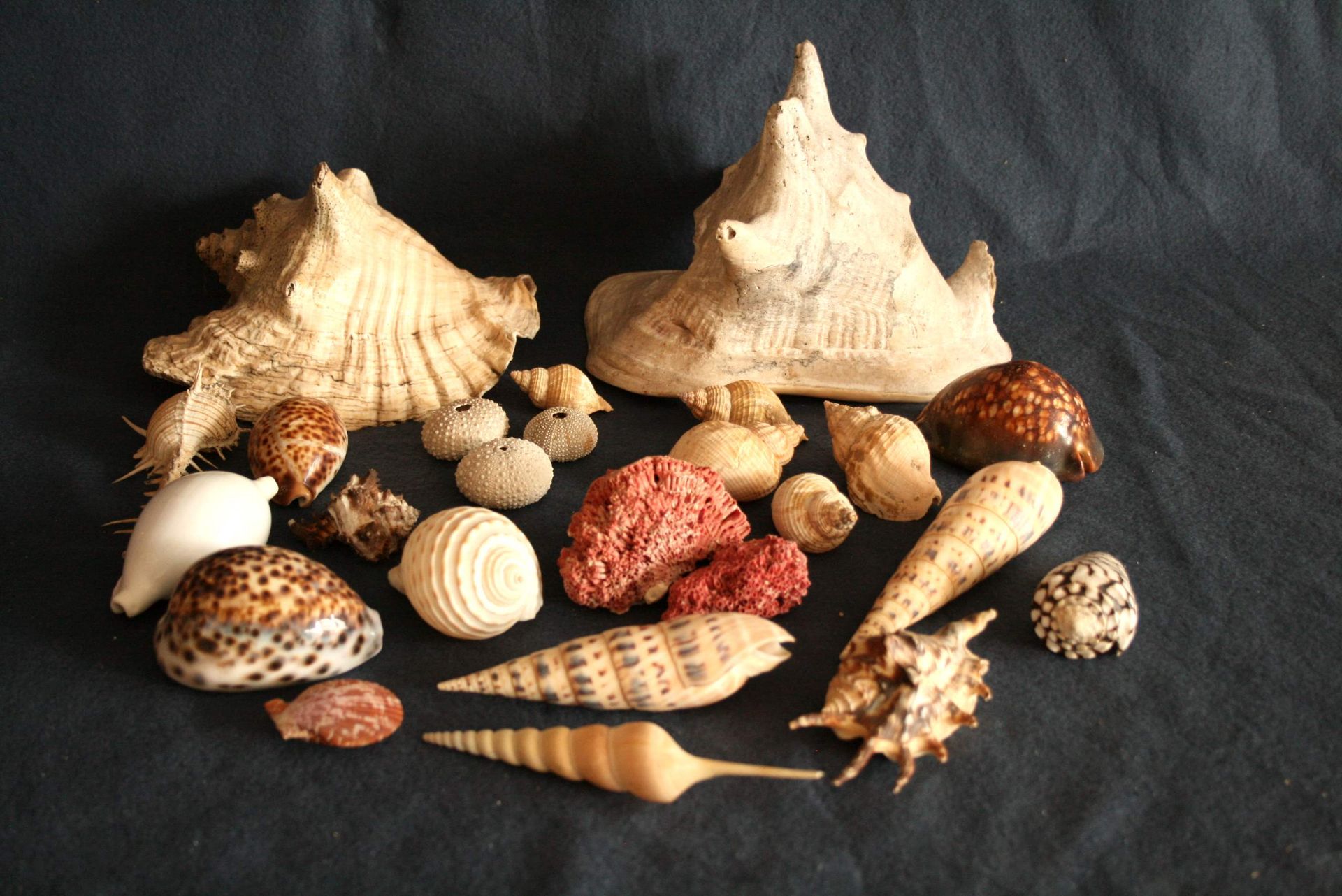 Ensemble de 24 coquillages - - Set of 24 shells - - Set aus 24 Muscheln -