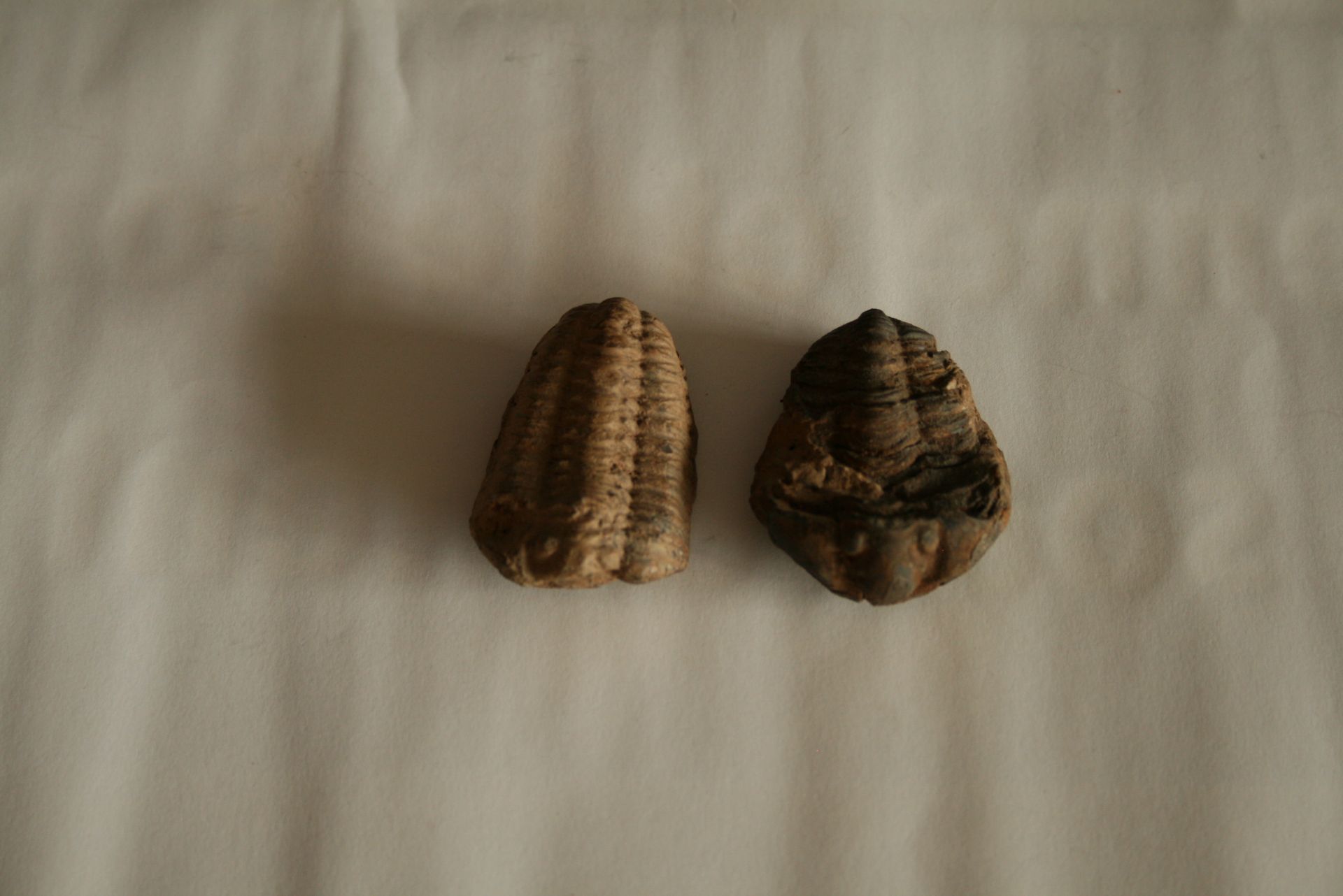 Paire de fossiles de trilobite, 5 cm - - Pair of trilobite fossils, 5 cm - - Paar [...]