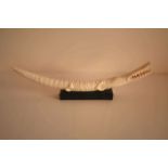 Crocodile en ivoire, travail des années 50 - Longueur : 49 cm - Ivory crocodile, [...]