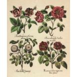 Basilius Besler 1561 - 1629 - Rosen - Kolor. Kupferstich. 43 x 37 cm. 56 x 43,5 cm. Unter Glas