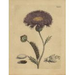 Maria Sybilla Merian 1647 Frankfurt a. M. - 1717 Amsterdam - Lilla Blume Platte: XLVI - Kolor.