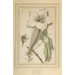 Pieter van Loo 1731 Harlem - 1784 attr. - 2 Aquarelle Botanik - Aquarell/Papier. 36, 5 x 23 cm. (