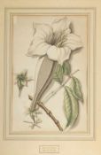 Pieter van Loo 1731 Harlem - 1784 attr. - 2 Aquarelle Botanik - Aquarell/Papier. 36, 5 x 23 cm. (