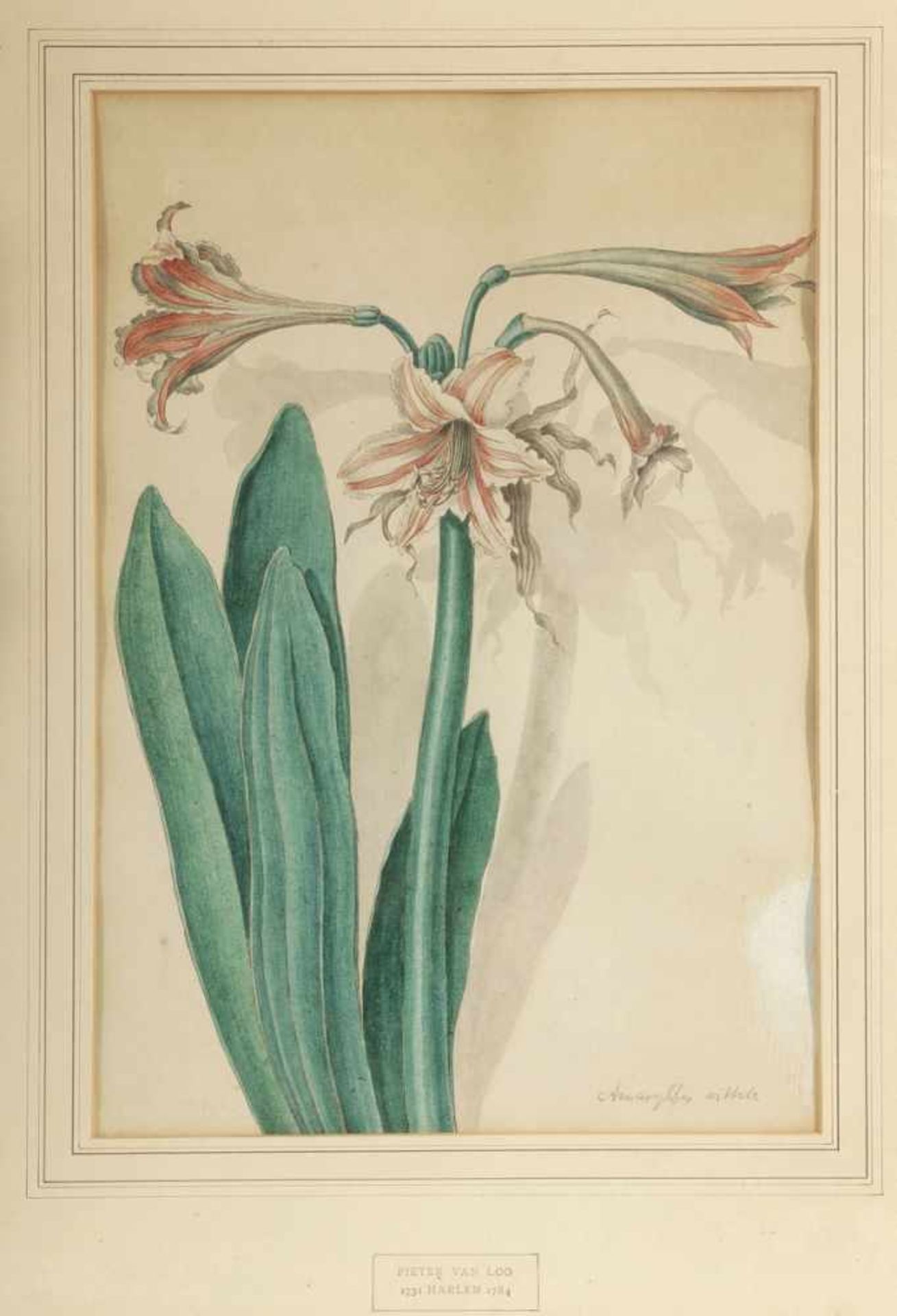 Pieter van Loo 1731 Harlem - 1784 attr. - 2 Aquarelle Botanik - Aquarell/Papier. 36, 5 x 23 cm. ( - Bild 3 aus 3
