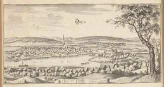 Kaspar Merian 1627 Frankfurt - 1686 Holland - "Ohsen"- Radierung. Zwei Falze. 20 x 39 cm. 27 x 39