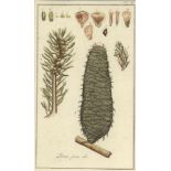 Kupferstecher des 19. Jahrhunderts- Botanik - 18 kolor. Kupferstiche. Ca. 15 x 9 cm. Unter Glas