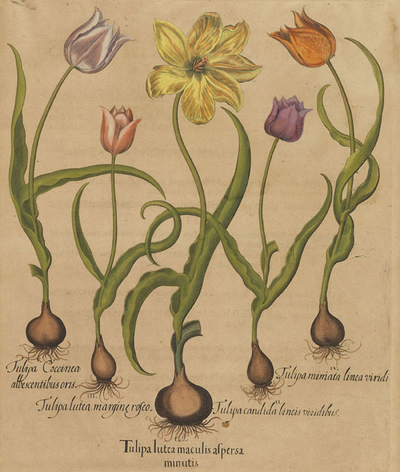 Basilius Besler 4 Blatt Blumendarstellungen. Kolorierte Kupferstiche aus Hortus Eystettensis ,