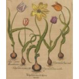 Basilius Besler 4 Blatt Blumendarstellungen. Kolorierte Kupferstiche aus Hortus Eystettensis ,