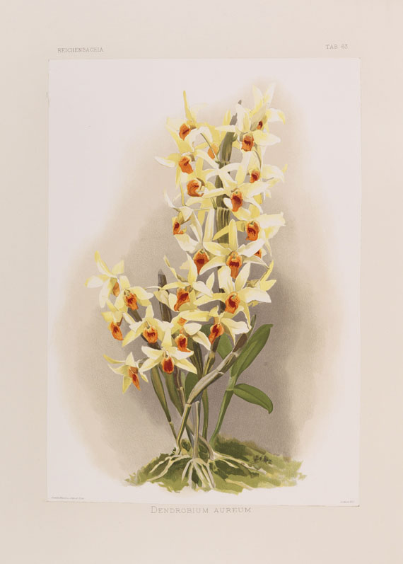 Frederick Sander Reichenbachia. Orchids illustrated and described. 4 Teile in 7 Bänden. St.