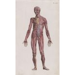 Justus Christian Loder Anatomische Tafeln zur Beförderung der Kenntniss des menschlichen Körpers.
