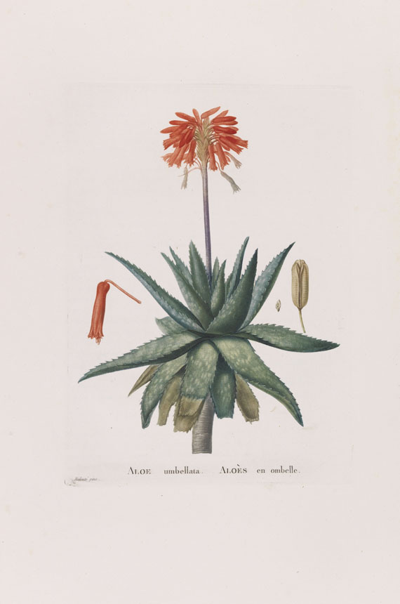 Augustin Pyramus de Candolle Plantarum historia succulentarum. Histoire des plantes grasses. 28