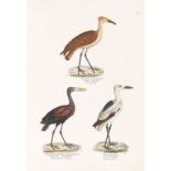 Heinrich Rudolf Schinz Naturgeschichte und Abbildungen der Vögel-Gattungen. Nach den neuesten