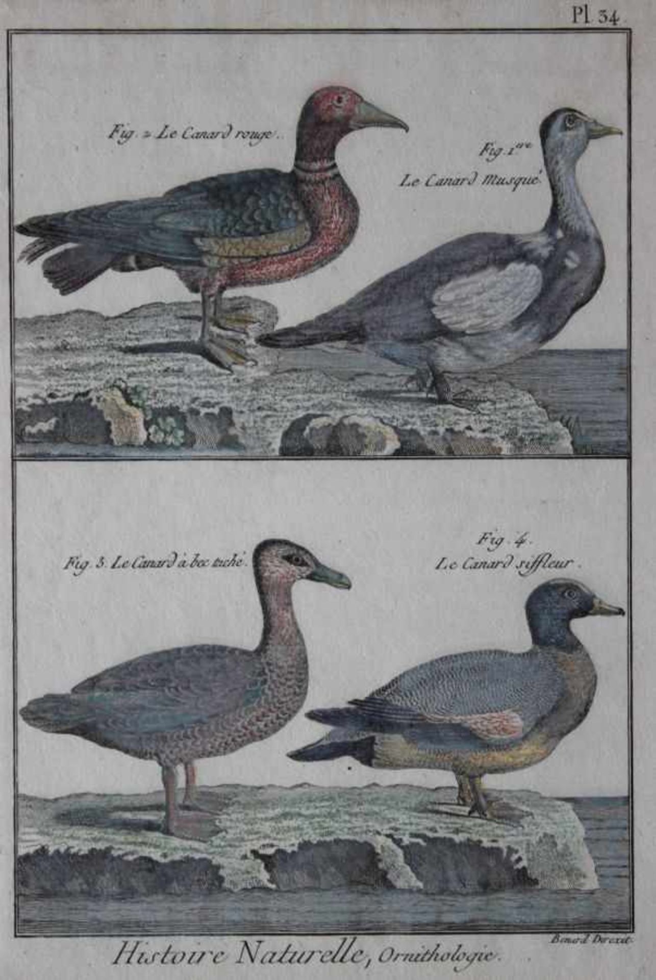 Lot Stiche - Bernard Direxit (18.Jahrhundert) aus Histoire Naturelle, Ornithologie, Pl 69/207/208/