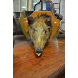 A mounted wild boars head