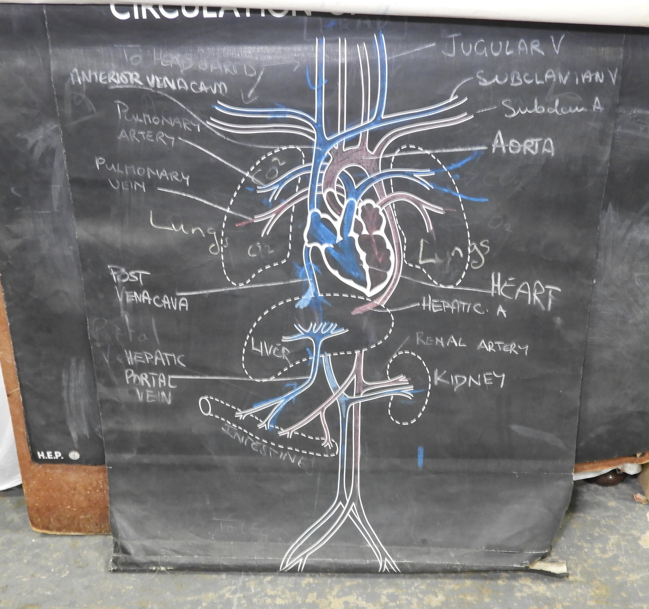 HUMAN SKELETON & OTHER CHARTS - Image 3 of 3