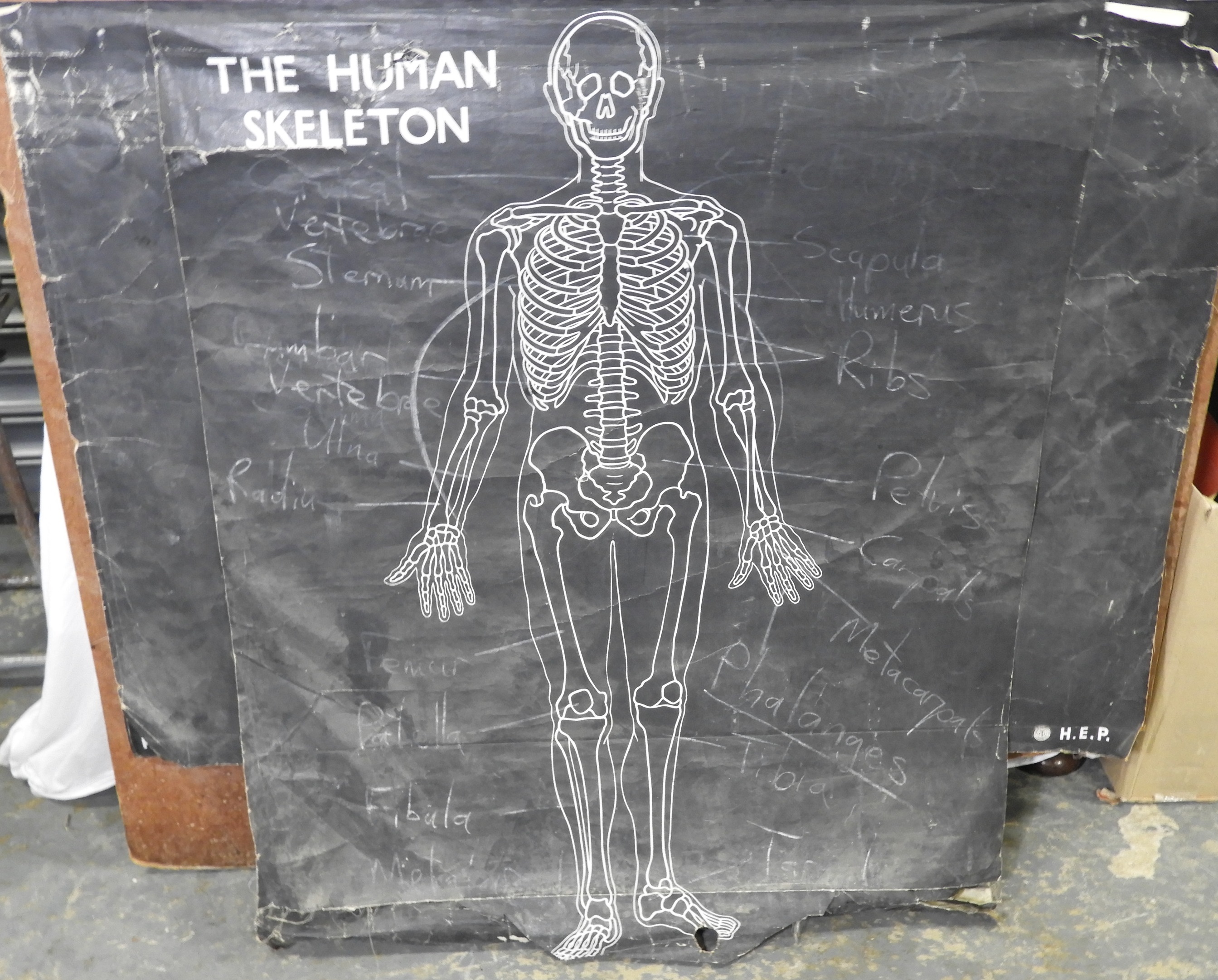 HUMAN SKELETON & OTHER CHARTS