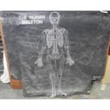 HUMAN SKELETON & OTHER CHARTS