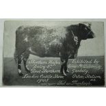 POSTCARDS - THORLEYS CATTLE CAKE RUDLAND BROS, HOLSWORTHY ADVERTISING