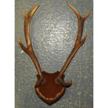 PAIR OF MOUNTED ANTLERS DANESFIELD 1928