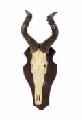 Jagdtrophäe- Antilope Auf schwarz lackiertem Wandbrett montiert. H.: 72 cm.