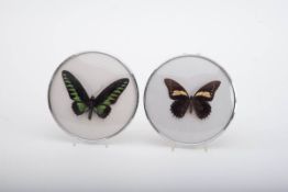 Paar präparierte Schmetterling Exotische Falter. Unter Glas ger. Dm.: 19 cm.