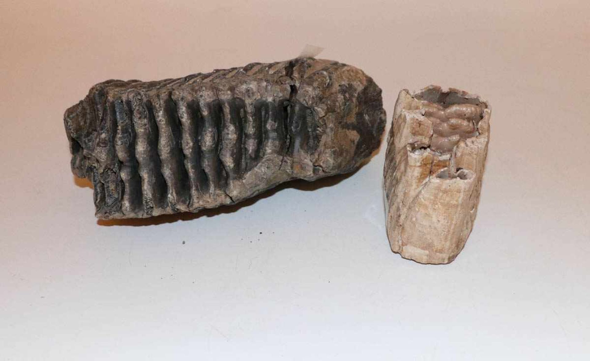 Mammut-BackenzähneFrühzeit der Erdgeschichte. Versteinerte Fragmente. Br.: 20 bzw. 11 cm.