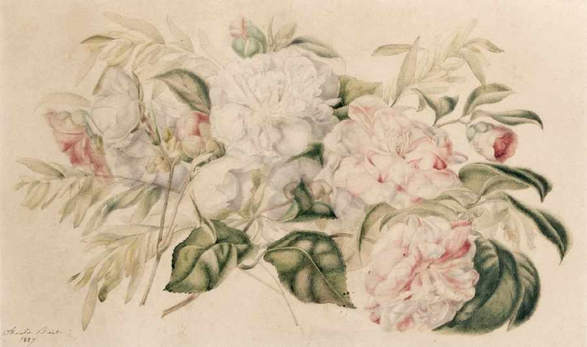 Amélie Birat (Harchies) 1812 Gorlitzia Stilleben- und Miniaturmalerin; Schülerin von Redouté und von