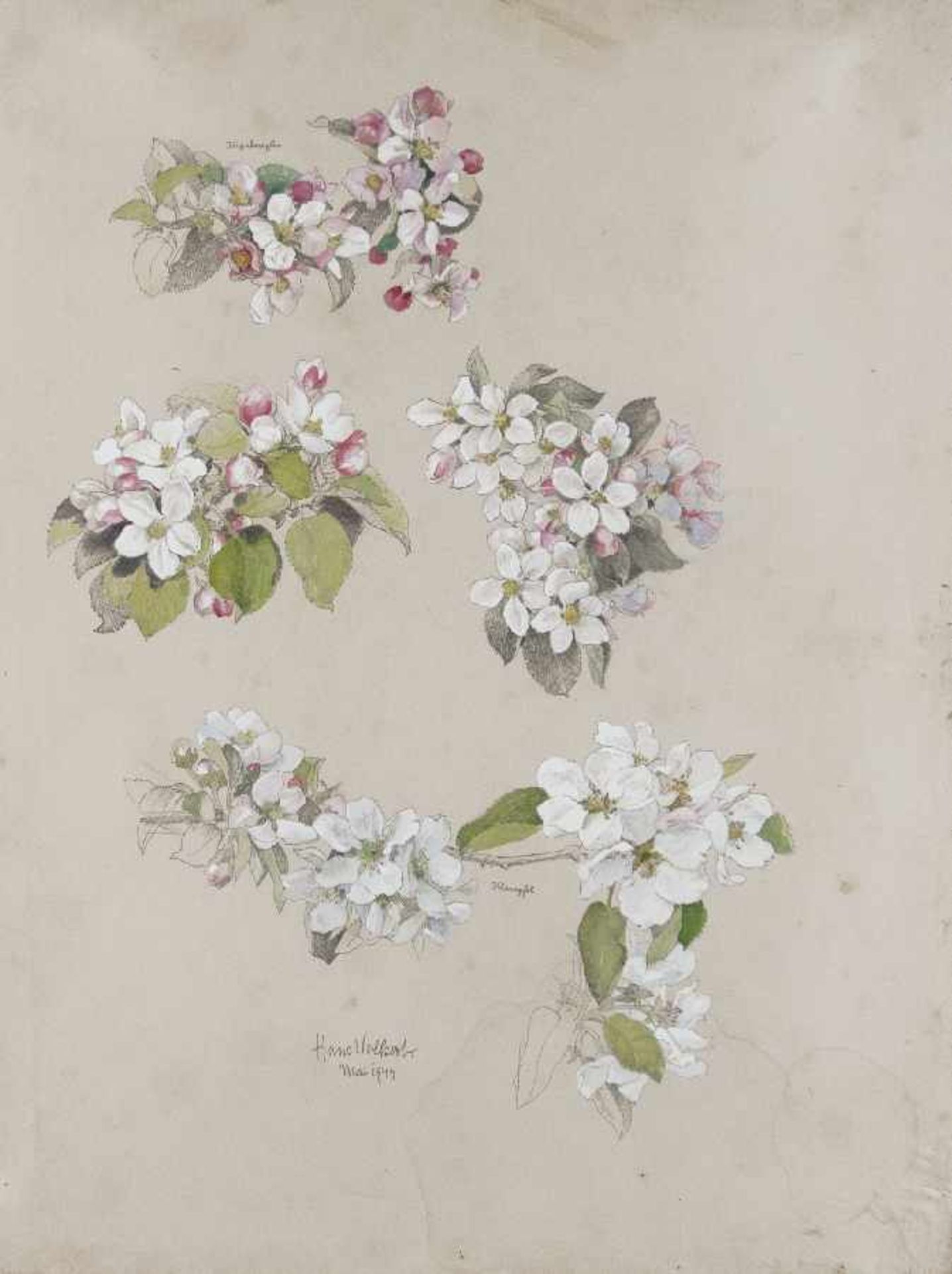 Hans Volkert 1878 Erlangen - unbekannt Apfelblüten Bleistift und Gouache auf Papier; H 510 mm, B 385