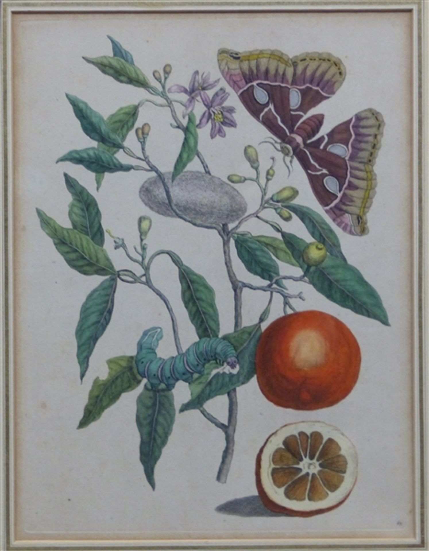 Radierung, 19. Jh. coloriert, "Blätter, Obst und Insekten", 39x32 cm, im Rahmen,