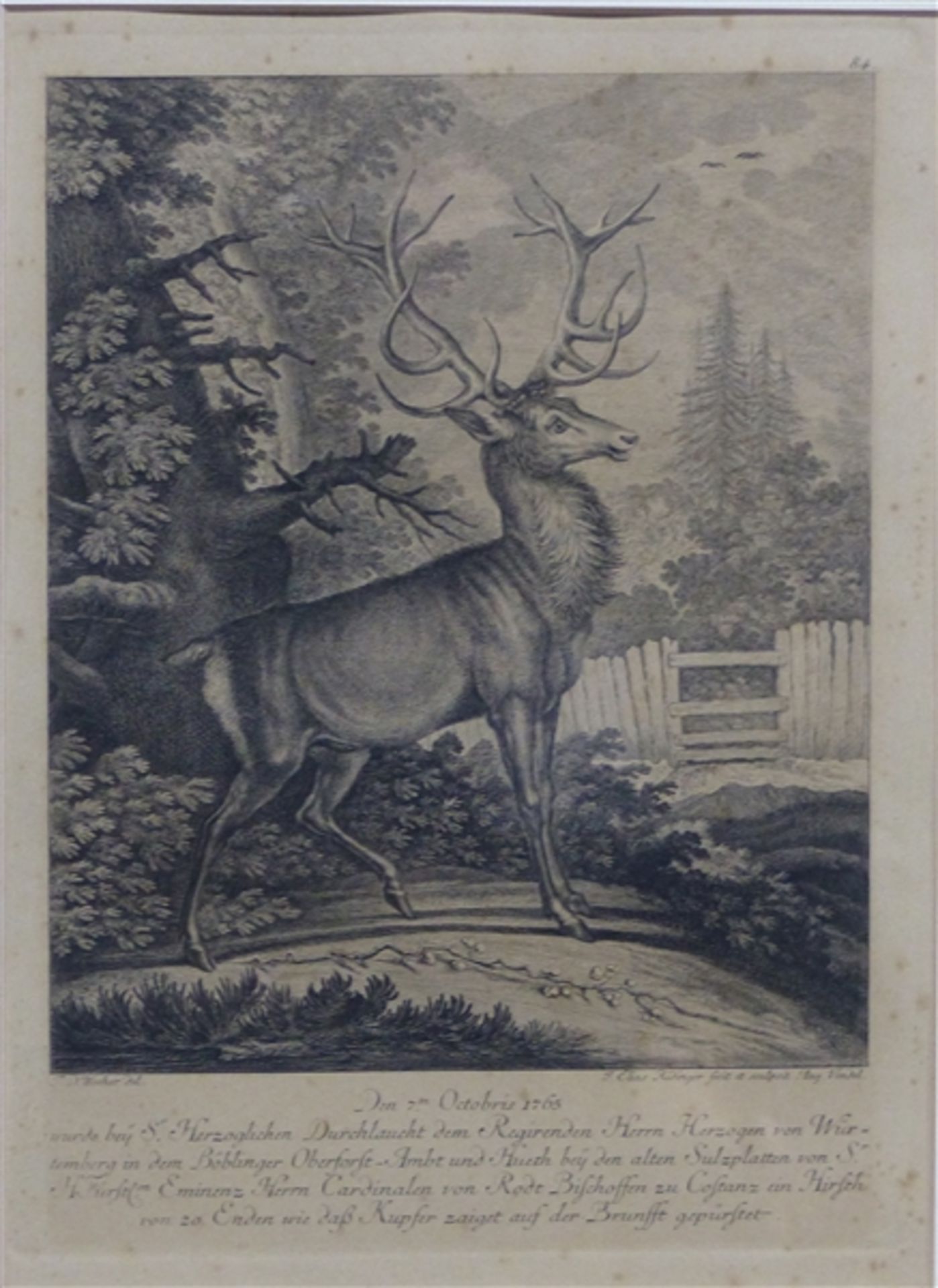 Ridingerstich Zwanzigender Hirsch, von Johann Elias Ridinger, später Abzug, 37x26 cm, im Rahmen,