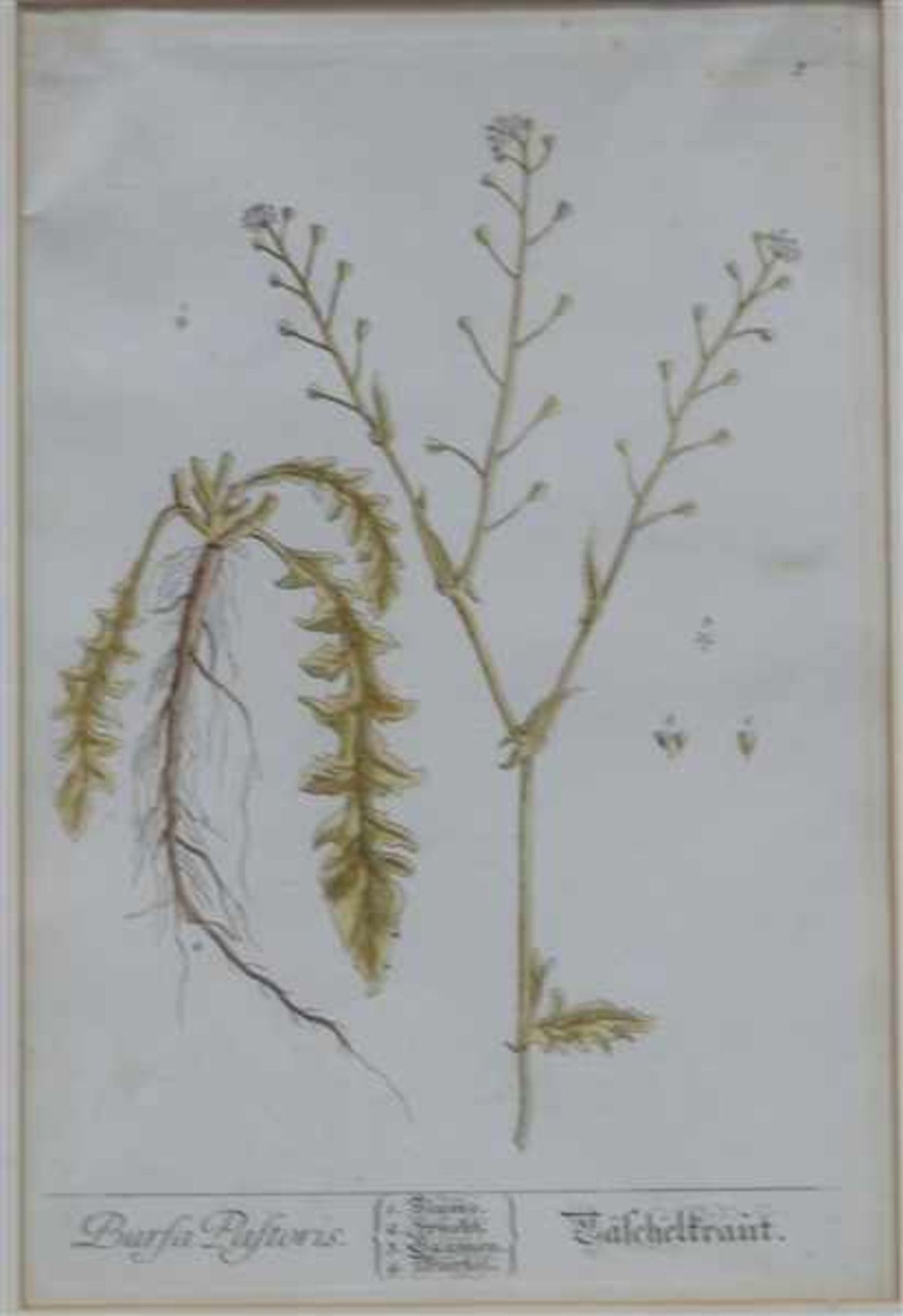Kupferstichcoloriert, "Gäschelkraut", Elisabeth Blackwell, 187. Jh., gestochen von Fleischmann,