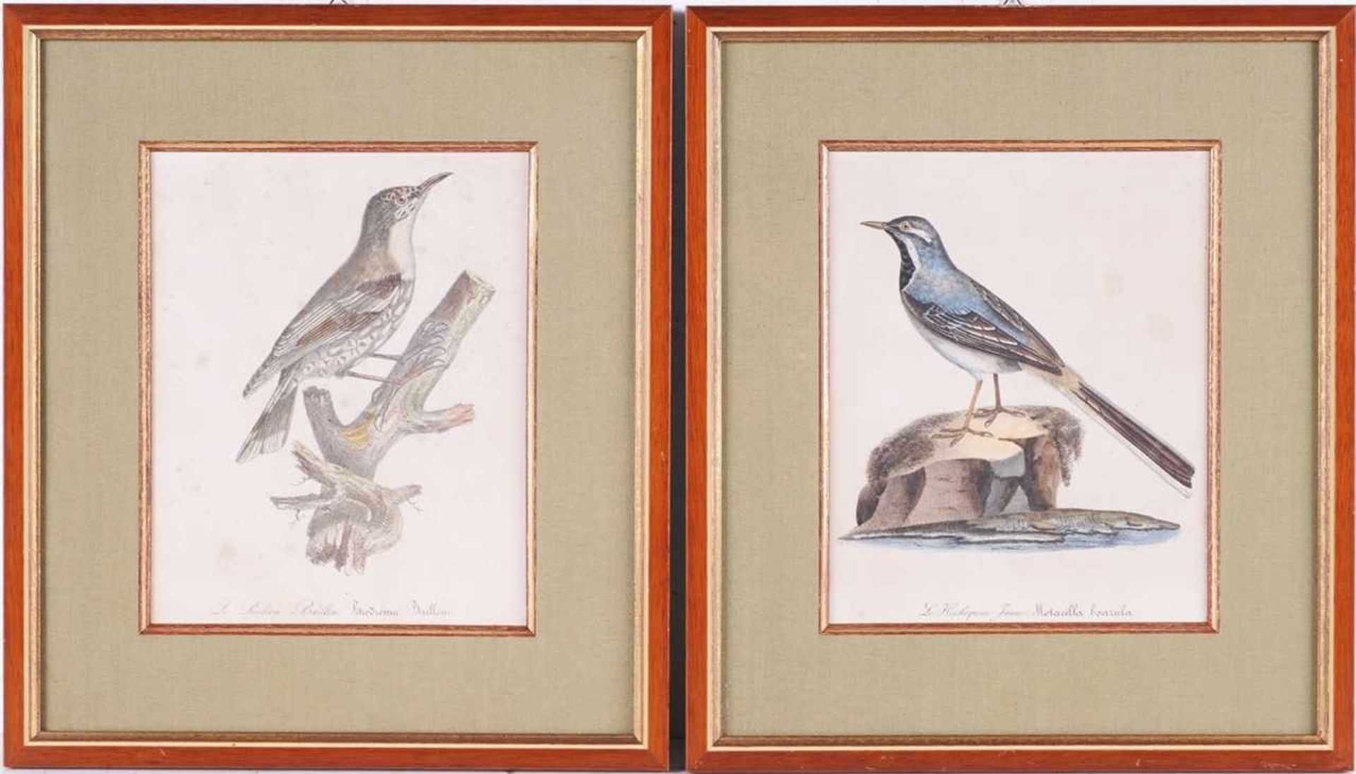 Zwei Vögel (Französischer Künstler, 1. H. 19. Jh.) Lithographie, koloriert. 2 Bl. "Motacilla