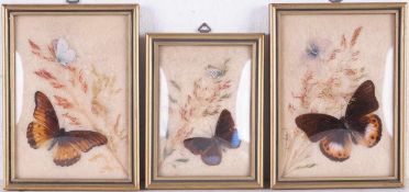 Drei Schmetterlingsbilder Auf naturweißem Wolluntergrund Collage mit jew. einem tropischen