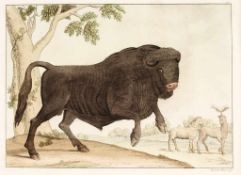 Szene mit WildtierenHandkolorierte Radierung. In Landschaft Darstellung eines Bisons, im Hintergrund