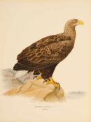 Konvolut "Greifvögel"5 Bl. Farblithographien. "Falco Vespertinus" (Abendfalke)/ "Buteo Buteo" (