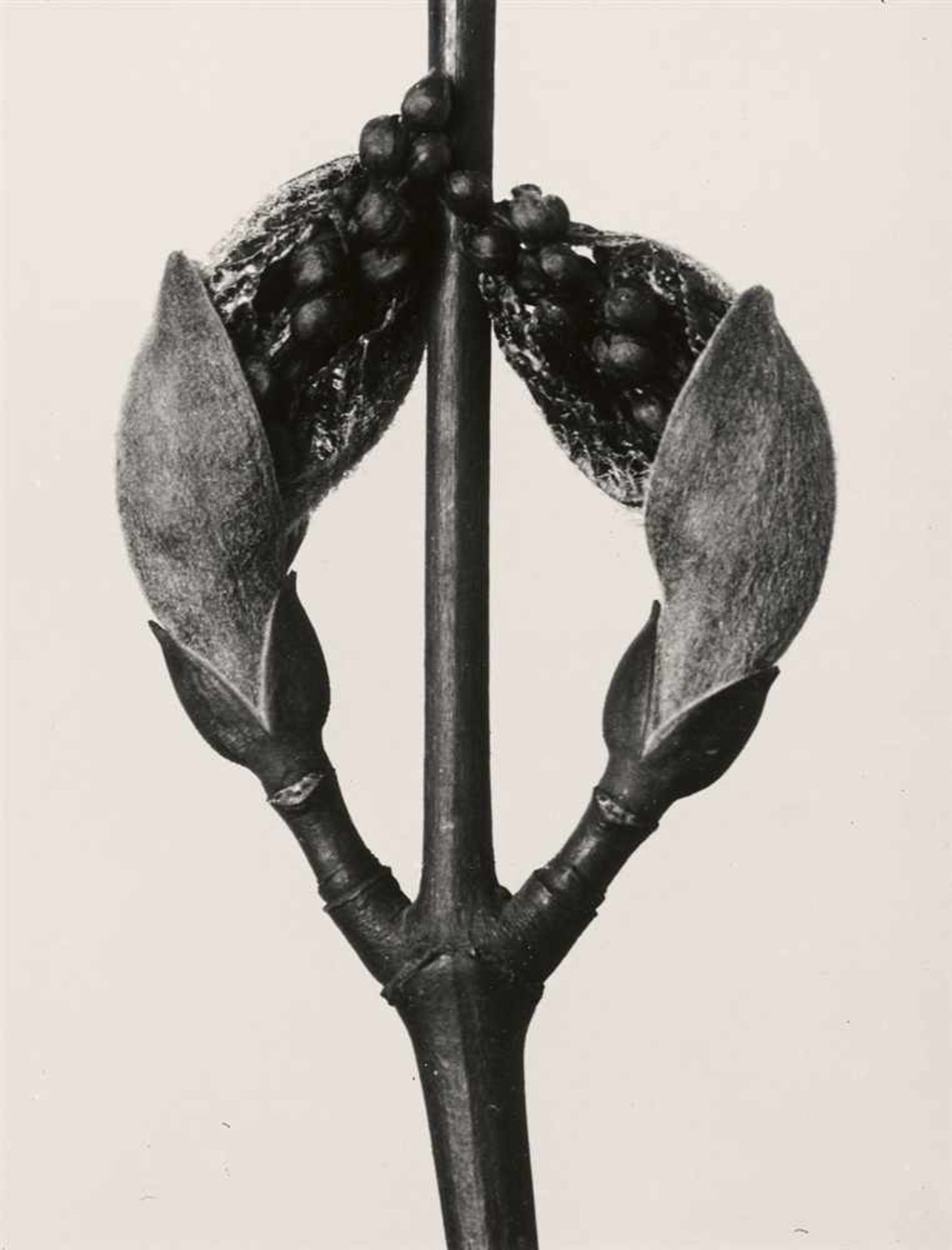 Karl BlossfeldtPflanzenformen. Pflanzenformen II 2 Portfolios: 6 Gelatinesilberabzüge vom - Bild 2 aus 12